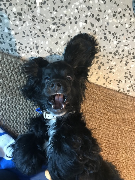 Entry image for Scout . Clicking this image will show a larger photo