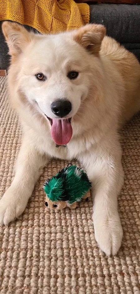 Entry image for Chester . Clicking this image will show a larger photo