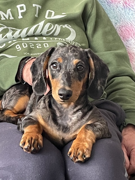 Entry image for Pepper . Clicking this image will show a larger photo