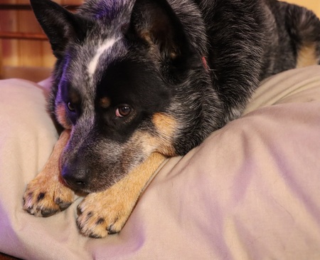 Entry image for Digga. Clicking this image will show a larger photo