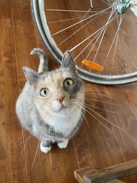 Entry image for Willow. Clicking this image will show a larger photo