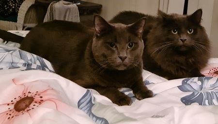 Entry image for Bluey & Smokey. Clicking this image will show a larger photo