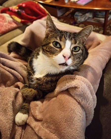 Entry image for Mish. Clicking this image will show a larger photo