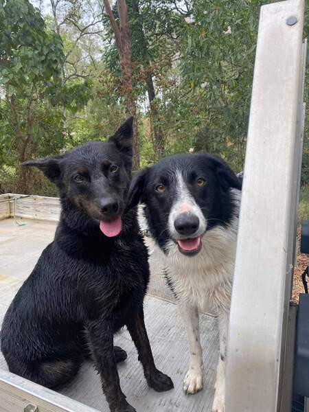 Entry image for Allie and Jovi. Clicking this image will show a larger photo