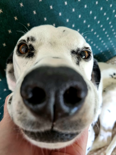 Entry image for Ellie . Clicking this image will show a larger photo