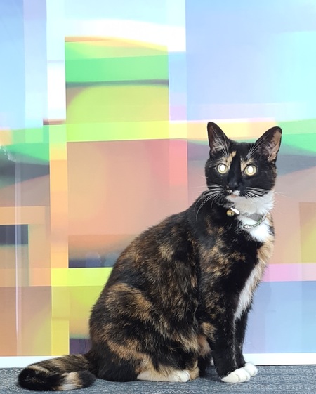 Entry image for Kaha. Clicking this image will show a larger photo