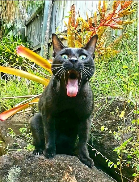 Entry image for Midnight. Clicking this image will show a larger photo