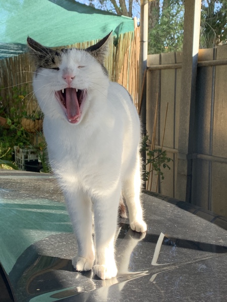 Entry image for Mew. Clicking this image will show a larger photo