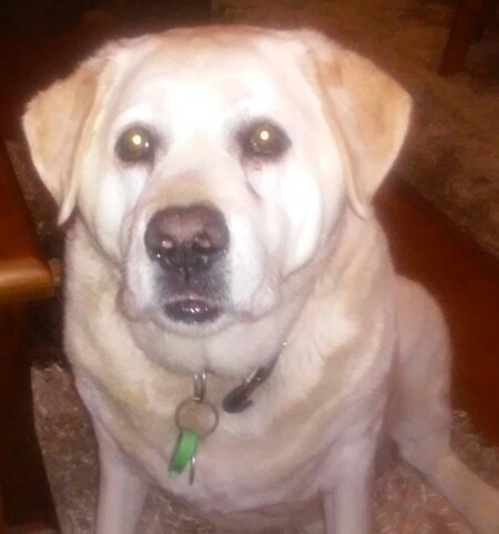 Entry image for Bonny. Clicking this image will show a larger photo