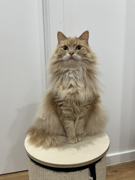 Entry image for Champagne . Clicking this image will show a larger photo