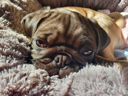 Entry image for Molly. Clicking this image will show a larger photo