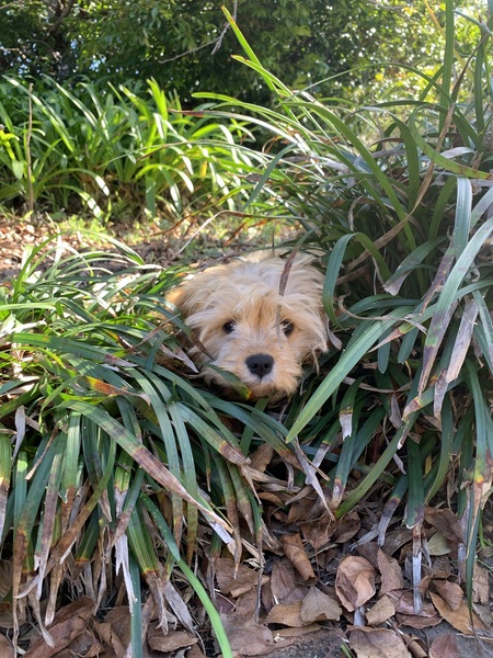 Entry image for Rosie . Clicking this image will show a larger photo