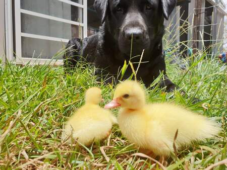 Entry image for Duggee. Clicking this image will show a larger photo