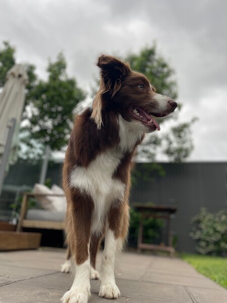 Entry image for Max. Clicking this image will show a larger photo