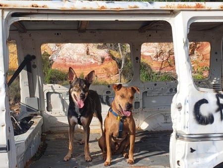 Entry image for Taz and Scrappy Doo . Clicking this image will show a larger photo