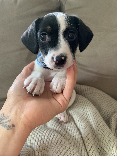 Entry image for Candy. Clicking this image will show a larger photo