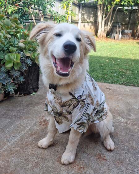 Entry image for Mr Willby. Clicking this image will show a larger photo