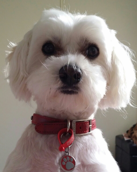 Entry image for Monsieur Kenny. Clicking this image will show a larger photo