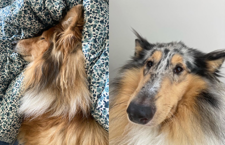 Entry image for  Fergus (left) & Pepper (right). Clicking this image will show a larger photo