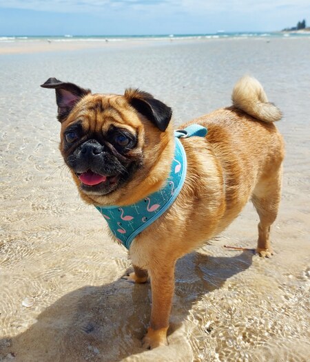 Entry image for Rupert. Clicking this image will show a larger photo