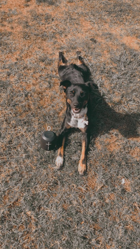 Entry image for Rosie. Clicking this image will show a larger photo