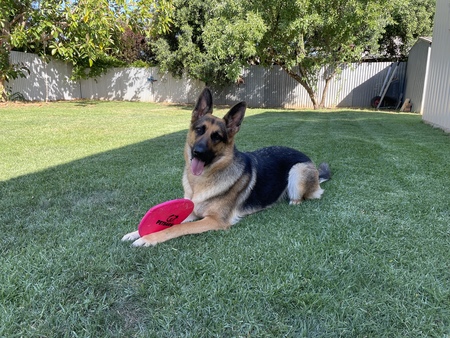 Entry image for Poppy. Clicking this image will show a larger photo