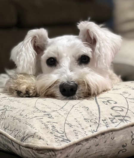 Entry image for Dudley . Clicking this image will show a larger photo