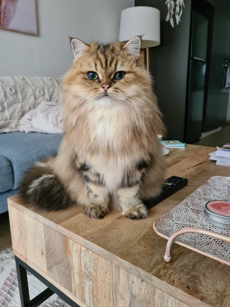 Entry image for Alfred. Clicking this image will show a larger photo