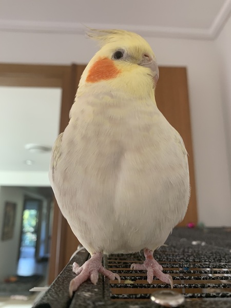 Entry image for Pearl. Clicking this image will show a larger photo