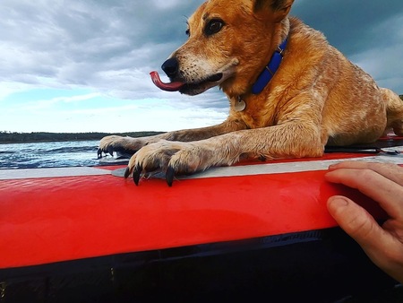 Entry image for Busta. Clicking this image will show a larger photo