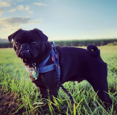 Entry image for Django-Pug Unchained . Clicking this image will show a larger photo