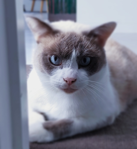 Entry image for Jasper. Clicking this image will show a larger photo