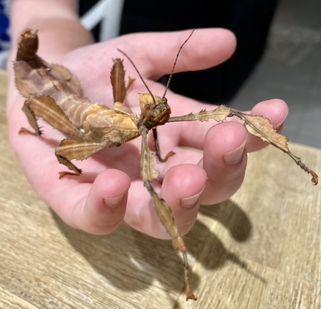 Entry image for Pickle. Clicking this image will show a larger photo