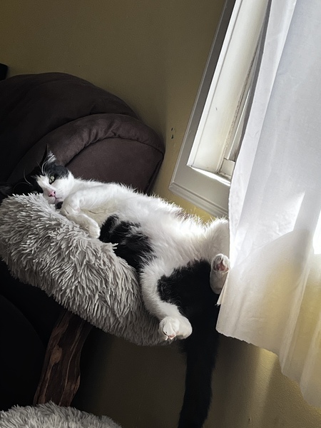 Entry image for Alfred. Clicking this image will show a larger photo