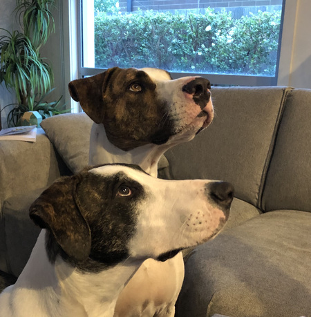 Entry image for Boris and Ivar. Clicking this image will show a larger photo