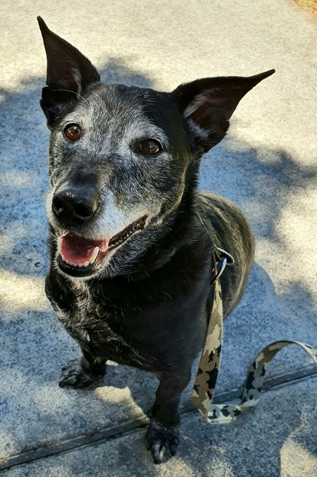 Entry image for Vayda. Clicking this image will show a larger photo