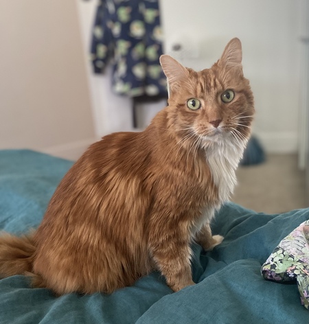 Entry image for Herman. Clicking this image will show a larger photo