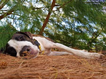 Entry image for Chook. Clicking this image will show a larger photo