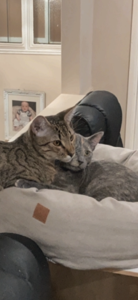 Entry image for Molly (grey) felix (tortoiseshell). Clicking this image will show a larger photo