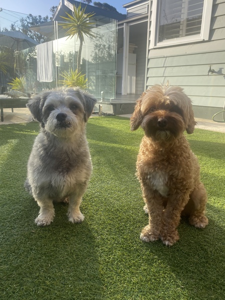 Entry image for Ari & Hugo. Clicking this image will show a larger photo