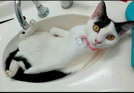 Entry image for Cat. Clicking this image will show a larger photo