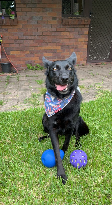 Entry image for Queenie . Clicking this image will show a larger photo