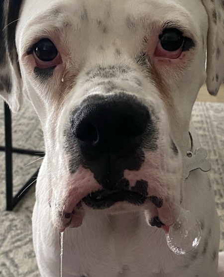 Entry image for Poncho . Clicking this image will show a larger photo