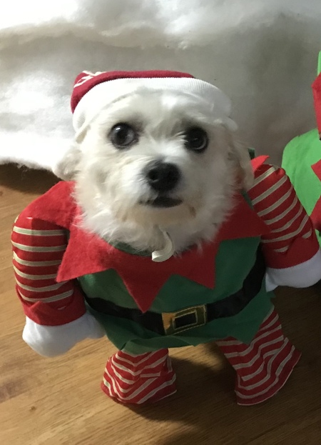 Entry image for Penny . Clicking this image will show a larger photo