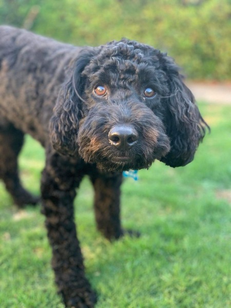 Entry image for Eddie. Clicking this image will show a larger photo