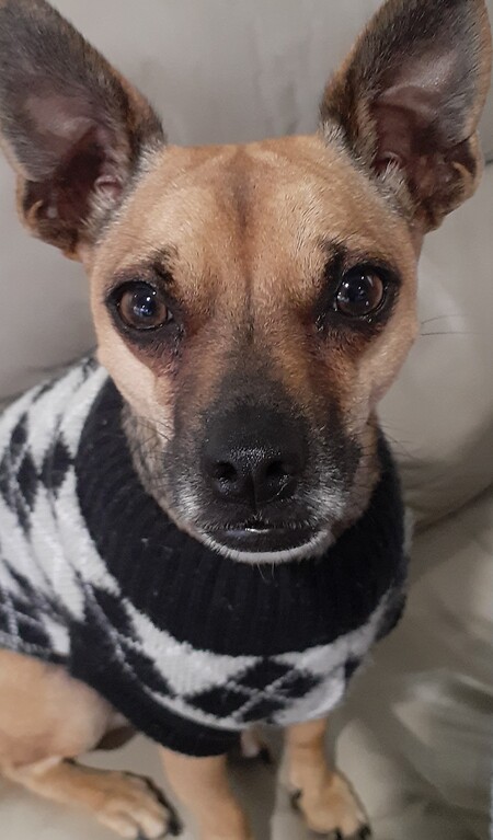 Entry image for Harry. Clicking this image will show a larger photo