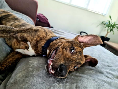 Entry image for Bundy. Clicking this image will show a larger photo