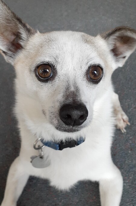 Entry image for Bruiser. Clicking this image will show a larger photo