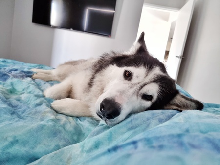 Entry image for Baymax. Clicking this image will show a larger photo