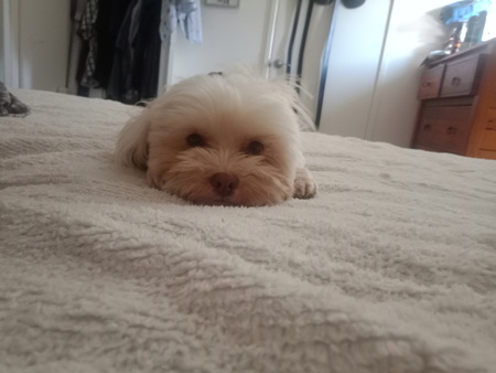 Entry image for Henry. Clicking this image will show a larger photo